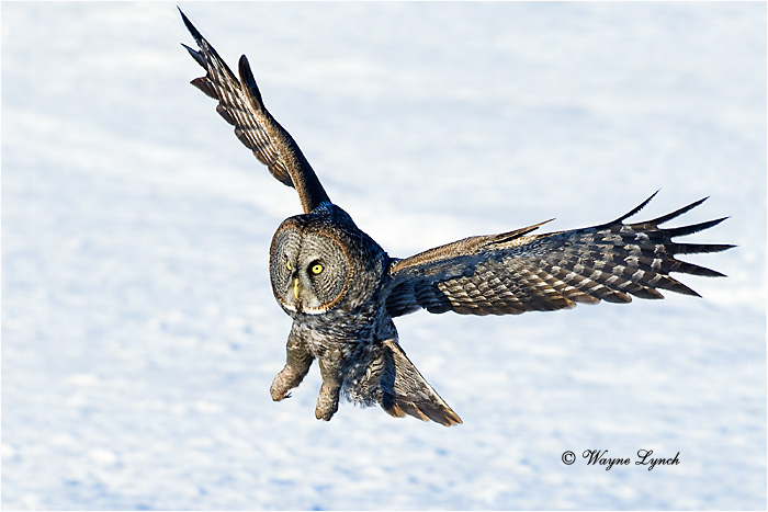 Hunting Great Gray Owl 139 by Dr. Wayne Lynch &copy;